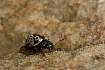 Elm calligrapha beetle - Calligrapha scalaris