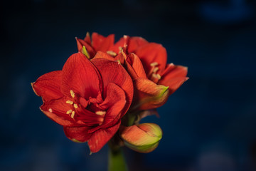 red amaryllis on dark background