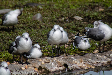 Obraz premium Laughing gulls