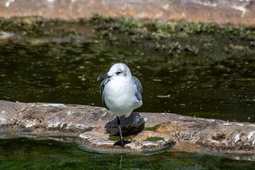 Laughing gulls