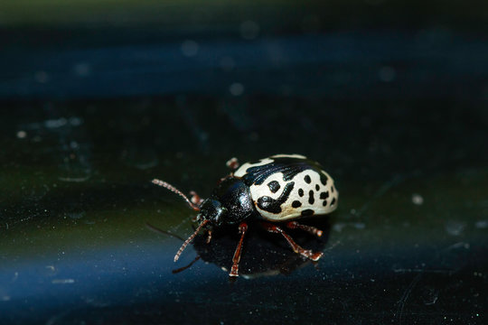 Elm calligrapha beetle - Calligrapha scalaris