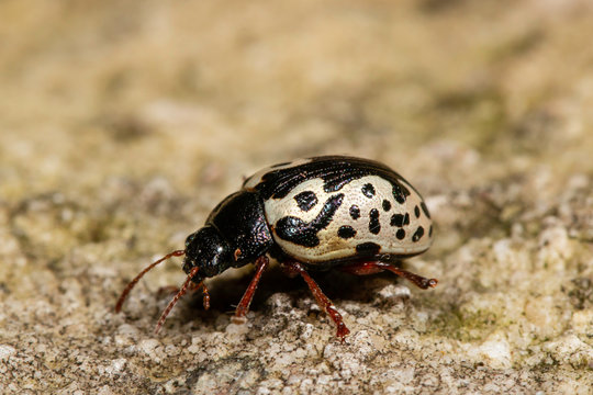 Elm calligrapha beetle - Calligrapha scalaris