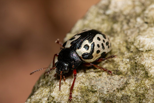 Elm calligrapha beetle - Calligrapha scalaris