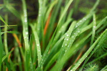 Fototapeta na wymiar Green grass with rain drops.