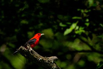 Scarlet tanager - Piranga olivacea