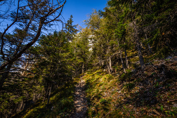 Fototapeta premium Grassy path through pine forest from top of Stadelwand to Schneeberg, Alpen, lower Austria