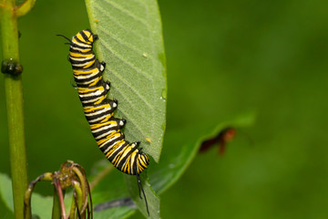 Monarch butterfly caterpillar feeeding on milkweed - Danaus plexippus