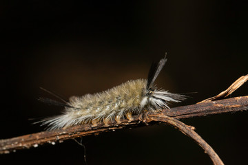 Banded tussock moth caterpillar - Halysidota tessellaris