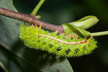 Naklejka premium IO moth caterpillar - Automeris io