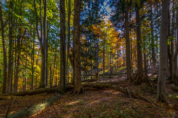 Obraz premium Autumn brown and yellow forest full on fallen leaves and with lightrays on the way up to Stadelwand summit, Schneeberg, Alpen, lower Austria