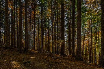 Path in autumn brown and yellow forest full on fallen leaves and with lightrays on the way up to Stadelwand summit, Schneeberg, Alpen, lower Austria