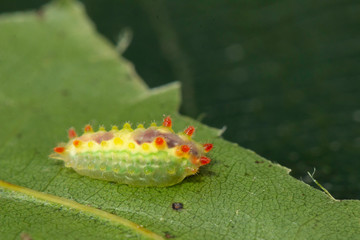 Purple crested slug caterpillar - Adoneta spinuloides