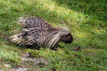 Large porcupine