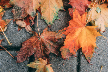 autumn