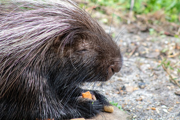 Large porcupine