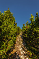 Fototapeta na wymiar Grassy path through small pine forest from top of Stadelwand to Schneeberg, Alpen, lower Austria