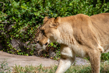 Large female lion