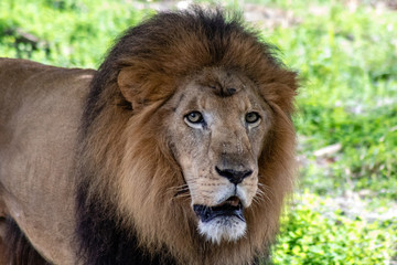 Large male lion