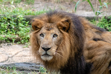 Naklejka na ściany i meble Large male lion