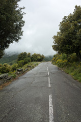 empty country road in foggy mountains