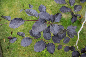 Close-up of leaves on a young Copper Beech tree 
