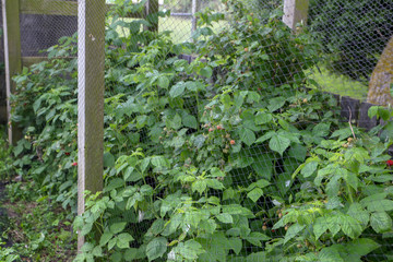 Fototapeta na wymiar Organic raspberries growing under a frame with bird netting to prevent birds eating the fruit