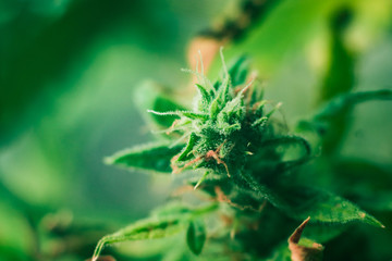 Growing indoor cultivation. Planting weed. Green background. Marihuana plants close up. Medical...