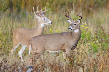 Naklejka na ściany i meble White-tailed Deer Bucks On The Move. Wild Deer on the High Plains of Colorado