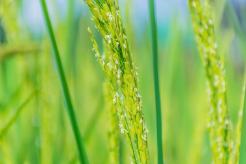 The soft blurred and soft focus of surface texture pollen of paddy rice, rice paddy flower reproductive stage.