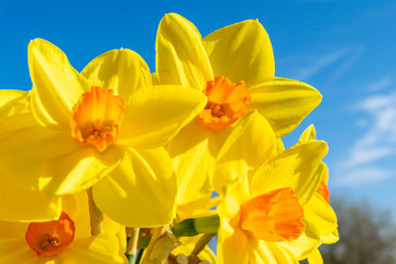 Yellow narcissus against the blue sky. Bright spring sunny day. Daffodils flowers close-up.