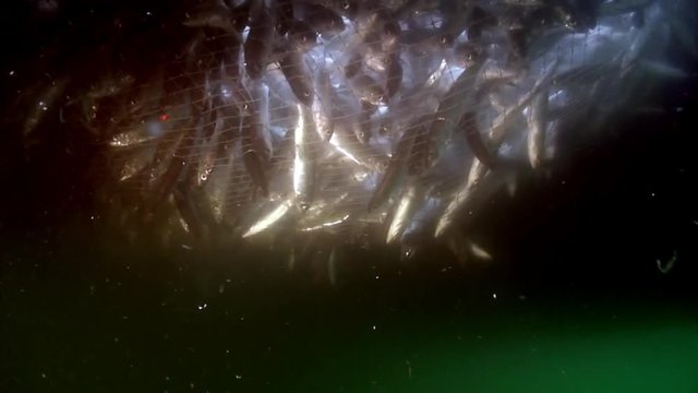 Lot of live fish omul in fishing net underwater at Lake Baikal.