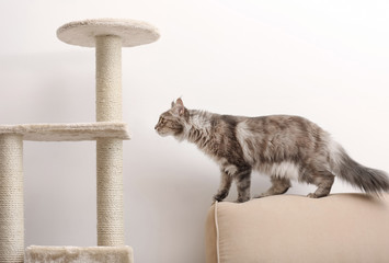 Adorable Maine Coon near cat tree at home