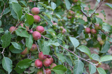 Young unripe red apples growing in an organic orchard in New Zealand