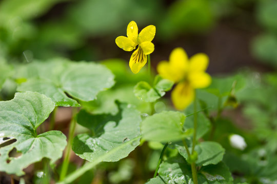 Wildflower Alpine Yellow Violet Flowers in a Spring Forest in Austria Viola Biflora