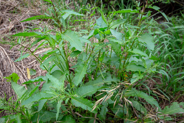 Broad-leaved dock is an invasive weed in rural areas