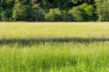 Purple Wildflowers in a Pristine Forest Valley in Spring in Austria