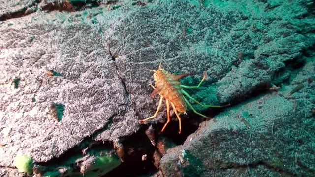 Unique endemic crustacean crayfish Acanthogammarus underwater Lake Baikal.