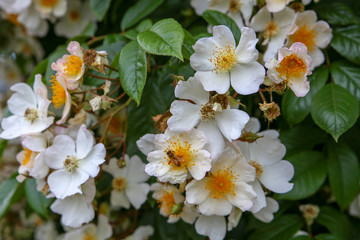 Wedding Day climbing rose is a prolific grower, flowering in huge, fragrant clusters