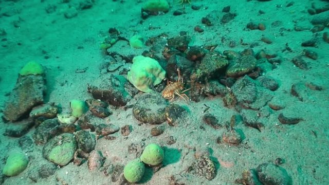 Unique endemic crustacean crayfish Acanthogammarus underwater Lake Baikal.