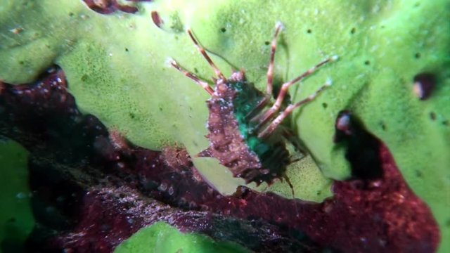 Close-up crustacean crayfish Acanthogammarus underwater Lake Baikal.