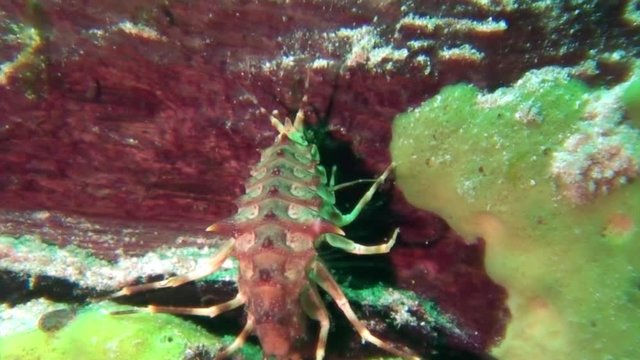 Close-up crustacean crayfish Acanthogammarus underwater Lake Baikal.