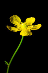 Ranunculus acris