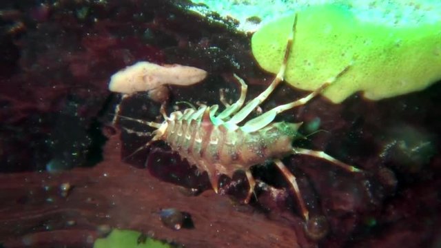 Close-up crustacean crayfish Acanthogammarus underwater Lake Baikal.
