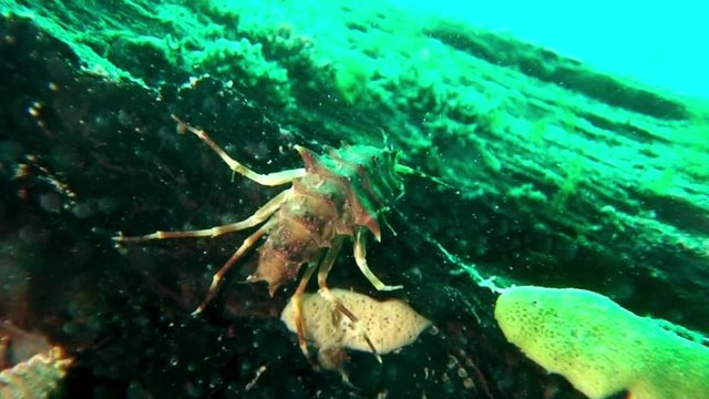 Close-up crustacean crayfish Acanthogammarus underwater Lake Baikal.