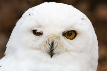 Naklejka premium Snow owl closeup