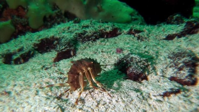 Macro shooting crayfish Acanthogammarus underwater Lake Baikal.