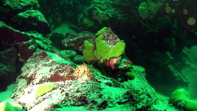Macro shooting crayfish Acanthogammarus underwater Lake Baikal.