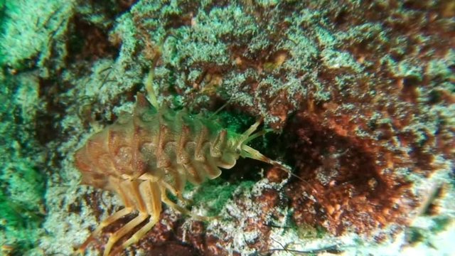 Macro shooting crayfish Acanthogammarus underwater Lake Baikal.