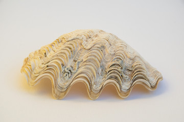 A encrusted sea shell valve, illuminated by golden light, isolated on a white background
