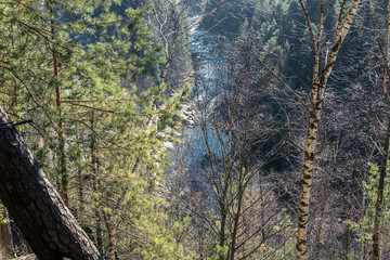 mountain view through the trees on the whole frame